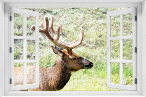 Fototapeta Naklejka Na Ścianę Okno 3D - Bull Elk foraging in Jasper National Park, Alberta, Canada.