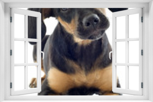 Fototapeta Naklejka Na Ścianę Okno 3D - puppy doberman