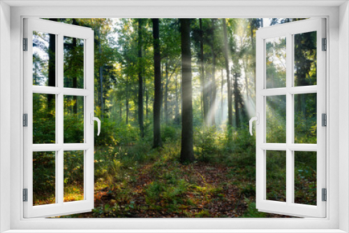 Fototapeta Naklejka Na Ścianę Okno 3D - Beautiful sunny morning in the green forest