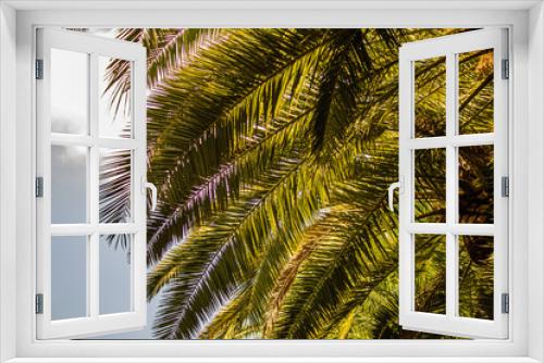 Fototapeta Naklejka Na Ścianę Okno 3D - palm tree leaves close up