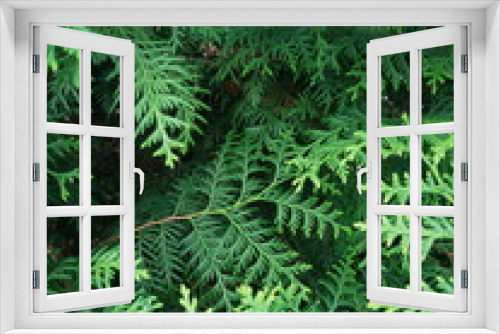Fototapeta Naklejka Na Ścianę Okno 3D - Green background. Thuja close-up.