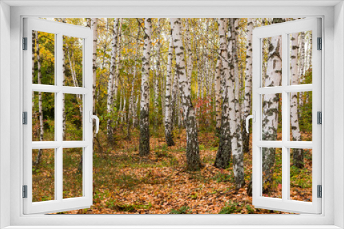 Fototapeta Naklejka Na Ścianę Okno 3D - Beautiful birch forest autumn. Golden calm Russian landscape. Yellow leaves, slender white black tree trunks. The concept of golden autumn, the atmosphere of walking in the forest. Landscape no people