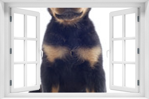 Fototapeta Naklejka Na Ścianę Okno 3D - puppy rottweiler