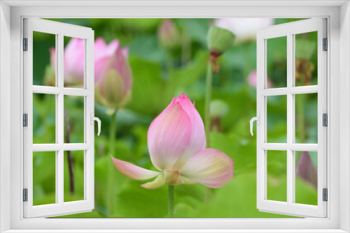 Fototapeta Naklejka Na Ścianę Okno 3D - Lotus blossom in a pond.