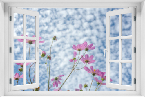 Fototapeta Naklejka Na Ścianę Okno 3D - 秋空に浮かぶ鱗雲とコスモス