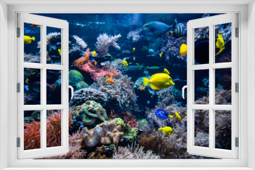 Fototapeta Naklejka Na Ścianę Okno 3D - Coral colony and coral fish.  Underwater view