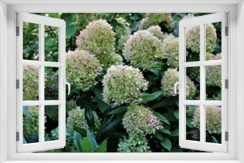 Fototapeta Naklejka Na Ścianę Okno 3D - Ogrodowe kwiaty w Szczecnie