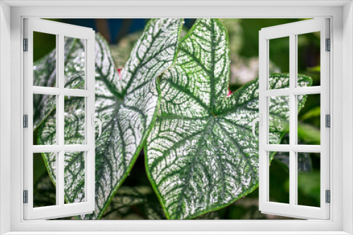 Fototapeta Naklejka Na Ścianę Okno 3D - Close-up natural view of green leaves, large leaves along the lines, to decorate the garden, or to decorate the house, park, for the beauty of the spectators.