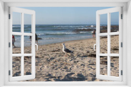 Fototapeta Naklejka Na Ścianę Okno 3D - Seagull on Asilomar State Beach