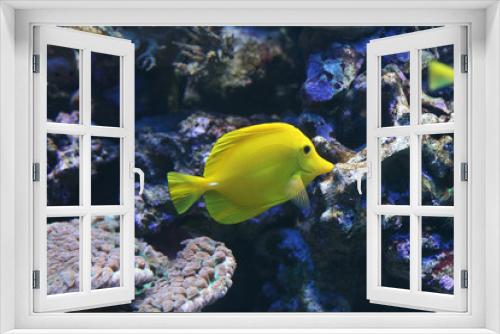 Fototapeta Naklejka Na Ścianę Okno 3D - Yellow fish