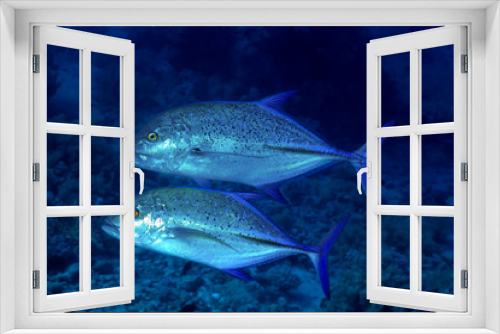Fototapeta Naklejka Na Ścianę Okno 3D - Two Bluefin trevally in the Red Sea, Egypt.