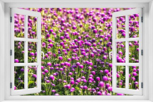 Fototapeta Naklejka Na Ścianę Okno 3D - Field of purple globe amaranth
