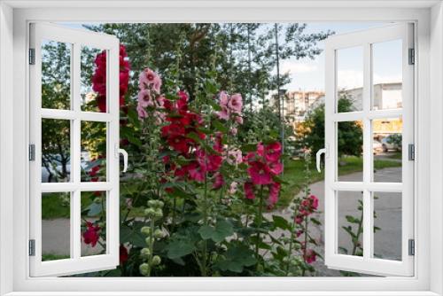 Fototapeta Naklejka Na Ścianę Okno 3D - Blooming bushes of pink and red Mallow or Stockrose (Alcea rosea L.) in an urban environment on a summer day.