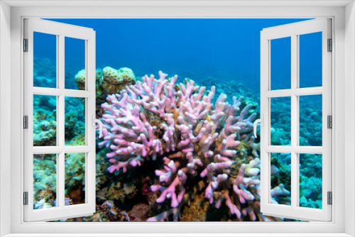 Fototapeta Naklejka Na Ścianę Okno 3D - Colorful coral reef at the bottom of tropical sea, pink finger coral, underwater landscape