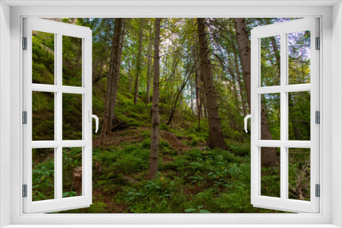 Fototapeta Naklejka Na Ścianę Okno 3D - forest highland space scenic view in cold season time of year in evergreen mountain environment region.