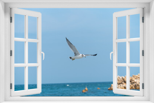 Fototapeta Naklejka Na Ścianę Okno 3D - Seagulls flying on the summer sea