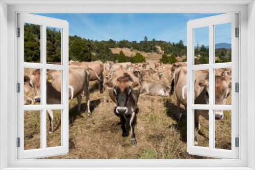 Fototapeta Naklejka Na Ścianę Okno 3D - Jersey cows, Abel Tasman National Park, New Zealand