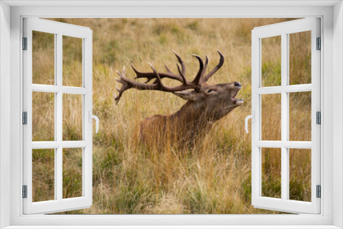 Fototapeta Naklejka Na Ścianę Okno 3D - Il bramito del cervo