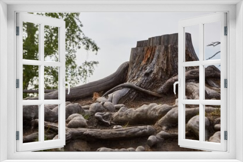 Fototapeta Naklejka Na Ścianę Okno 3D - Stump of a chopped tree