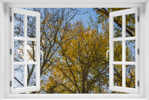 Fototapeta Naklejka Na Ścianę Okno 3D - Beautiful view of over autumn colorful tree tops on blue sky background. Gorgeous nature background. Sweden.