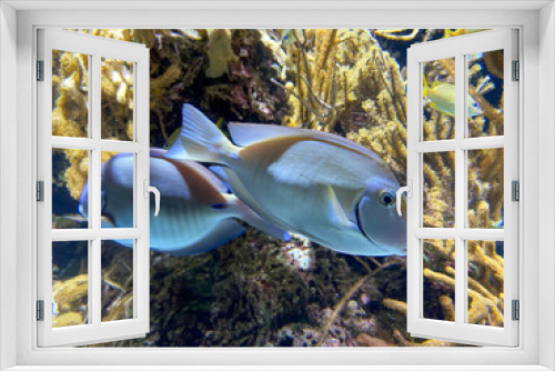 Fototapeta Naklejka Na Ścianę Okno 3D - Poissons tropicaux dans un aquarium