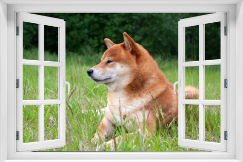 Fototapeta Naklejka Na Ścianę Okno 3D - Japanese red-haired dog lies in the grass. Happy pet is resting in the summer.