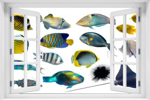 Fototapeta Naklejka Na Ścianę Okno 3D - Different types of tropical fish (Butterflyfish, Parrotfish, Stingray, Picassofish, Surgeonfish) isolated on white background. Set of exotic coral fish, side view, cut out. Underwater diversity.