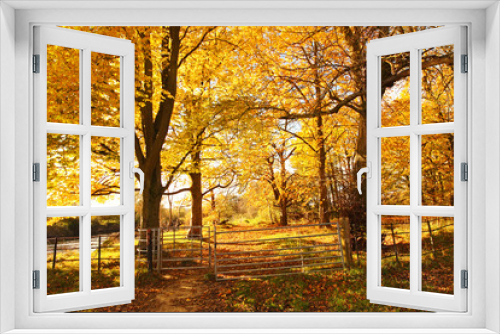 Fototapeta Naklejka Na Ścianę Okno 3D - Beautiful Autumn in the Park, Scotland