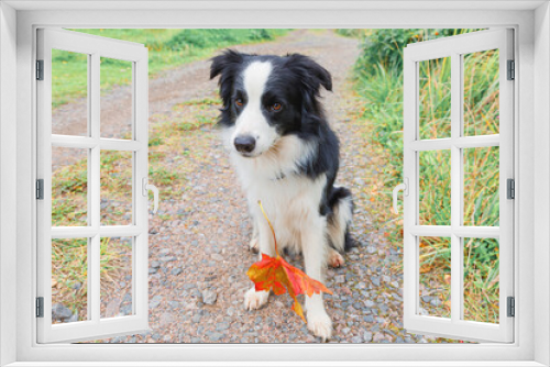 Fototapeta Naklejka Na Ścianę Okno 3D - Funny puppy dog border collie with orange maple fall leaf in mouth sitting on park background outdoor. Dog sniffing autumn leaves on walk. Hello Autumn cold weather concept.