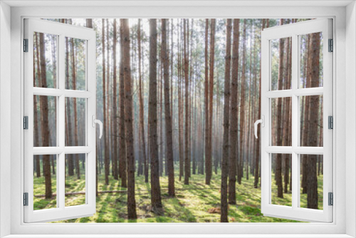 Fototapeta Naklejka Na Ścianę Okno 3D - Mglisty, jesienny poranek w wysokim sosnowym lesie.