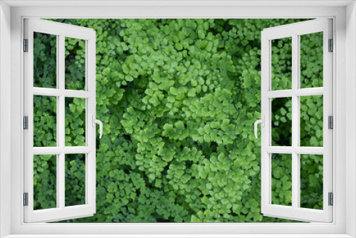 Fototapeta Naklejka Na Ścianę Okno 3D - Abstract Green Texture, Adiantum Capillus-Veneris Fern Leaves