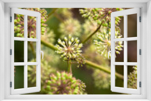 Fototapeta Naklejka Na Ścianę Okno 3D - hemlock thistle flower in spring