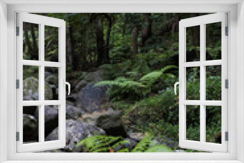 Fototapeta Naklejka Na Ścianę Okno 3D - Green fern forest