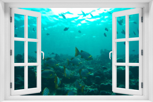 Fototapeta Naklejka Na Ścianę Okno 3D - school of fish
