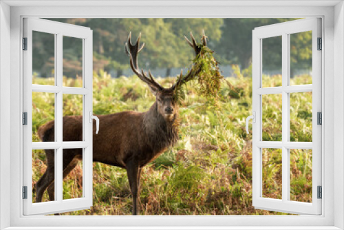 Fototapeta Naklejka Na Ścianę Okno 3D - Red Deer Stag With Bracken on Antlers