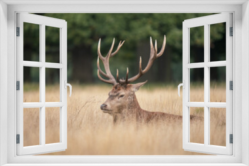 Fototapeta Naklejka Na Ścianę Okno 3D - Red Deer Stag Laying in Grass Meadow