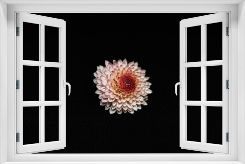 Fototapeta Naklejka Na Ścianę Okno 3D - pink chrysanthemum flower in water drops on a dark background. free space