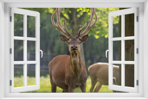 Fototapeta Naklejka Na Ścianę Okno 3D - The king of the woods: European red deer (Cervus elaphus elaphus)