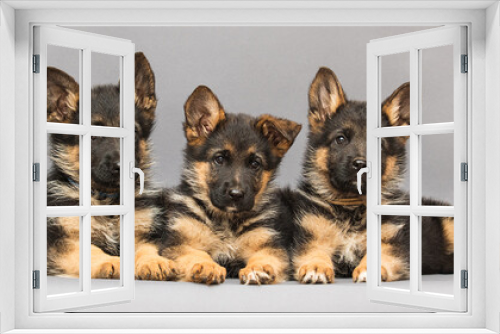Fototapeta Naklejka Na Ścianę Okno 3D - three german shepherd puppies on a gray background