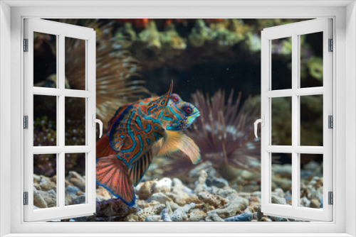 Fototapeta Naklejka Na Ścianę Okno 3D - A pair of mandarin fish fighting