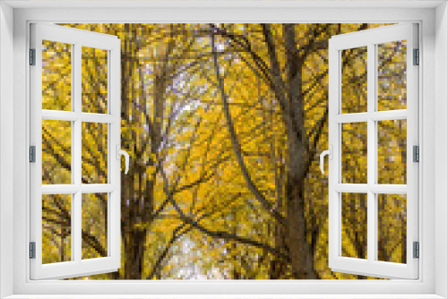 Fototapeta Naklejka Na Ścianę Okno 3D - Autumn landscape, yellow autumn trees, autumn leaves close-up, trees in the park with yellow foliage.