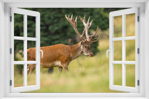 Fototapeta Naklejka Na Ścianę Okno 3D - Red deer, cervus elaphus, walking on grassland in summertime nature. Stag marching on field in summer. Antlered mammal going on meadow.