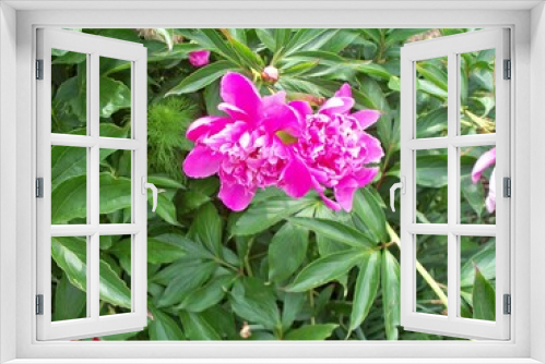 Fototapeta Naklejka Na Ścianę Okno 3D - pink flowers in a garden