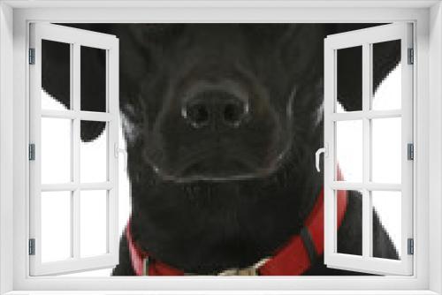 Fototapeta Naklejka Na Ścianę Okno 3D - black dog portrait