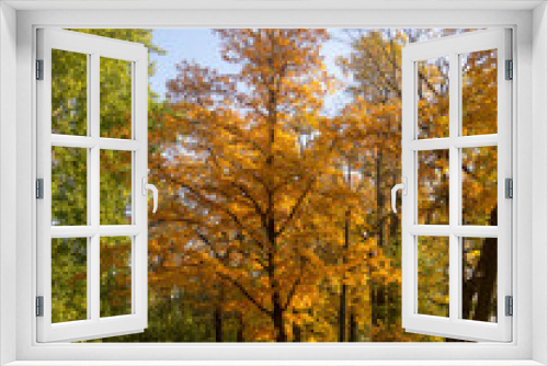Fototapeta Naklejka Na Ścianę Okno 3D - oak tree in an autumn park