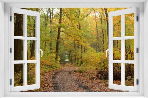Fototapeta Naklejka Na Ścianę Okno 3D - Jesień w lesie