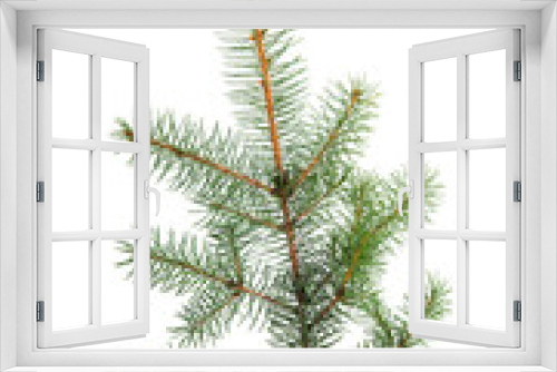 Fototapeta Naklejka Na Ścianę Okno 3D - spruce branch isolated
