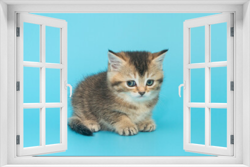Fototapeta Naklejka Na Ścianę Okno 3D - The offended look of a red Scottish kitten