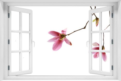 Fototapeta Naklejka Na Ścianę Okno 3D - Beautiful view of red magnolia flower