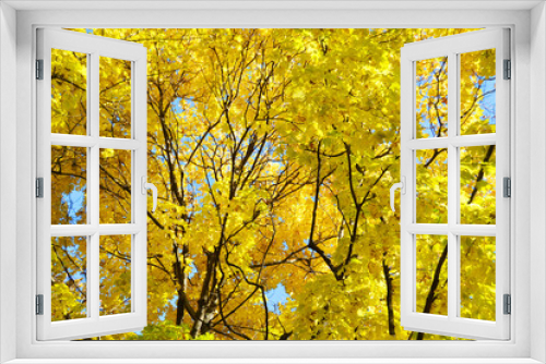 Fototapeta Naklejka Na Ścianę Okno 3D - Yellow maple leaves.Golden leaves in the autumn park. Copy space